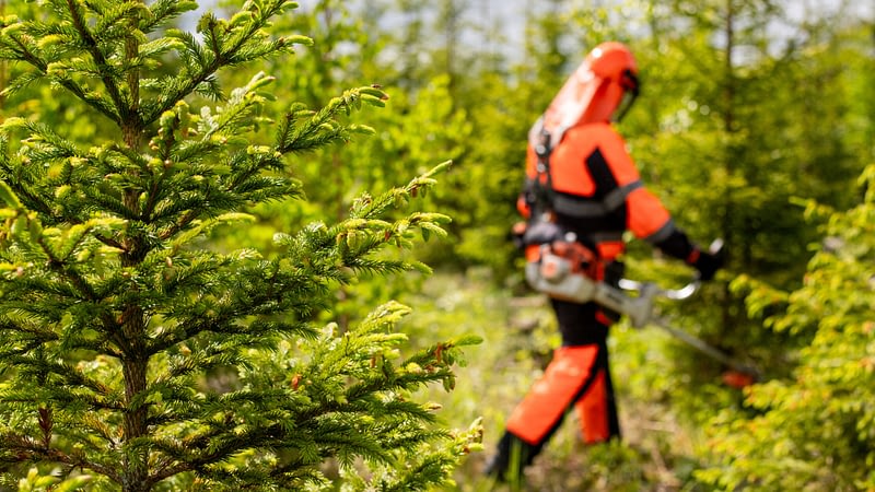 Vastuullinen metsänhoito