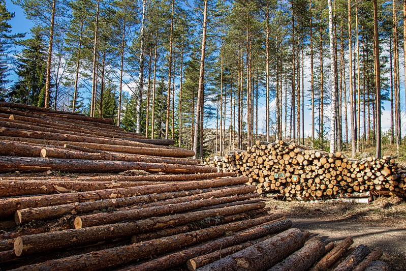 puupinot metsässä