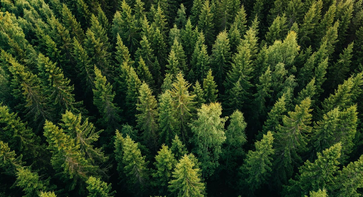 Aerial view of a conifer forest in Finland