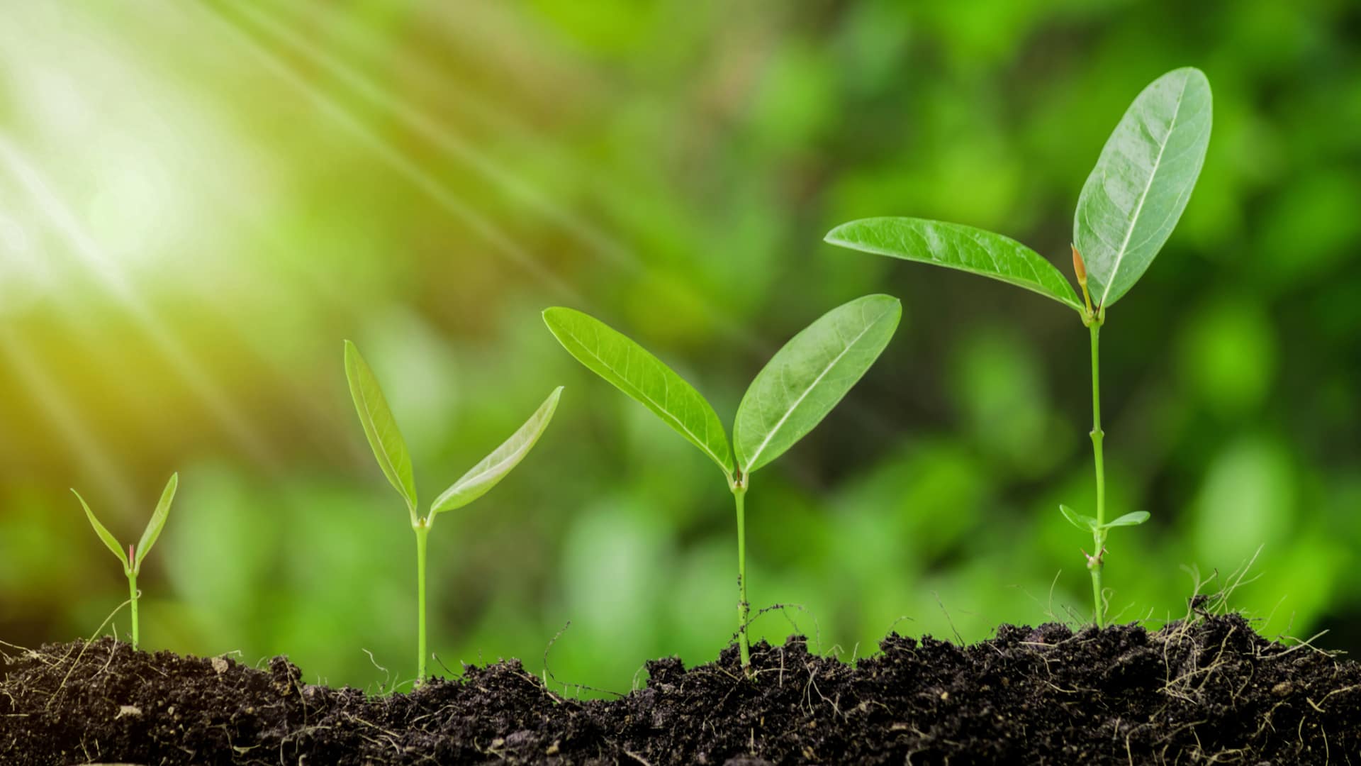 Young seedlings growing in soil