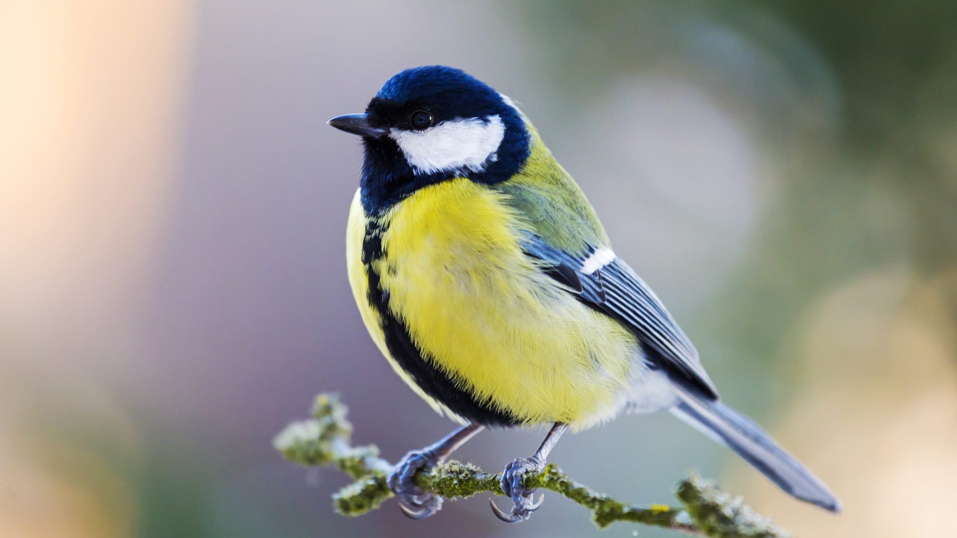 A bird perched on a branch