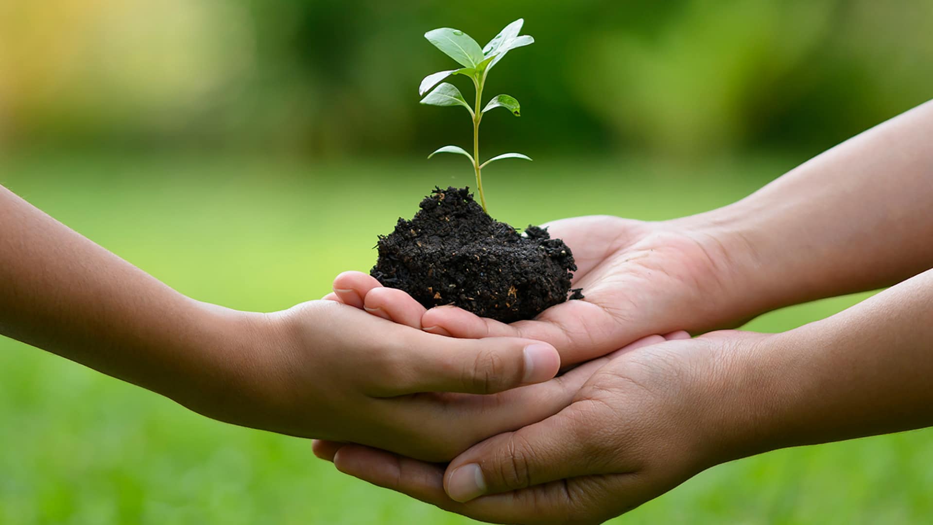 Hands holding a tree seedling