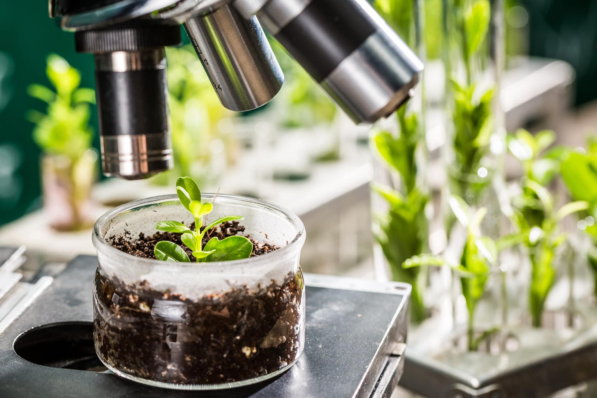 Laboratory research on plant samples