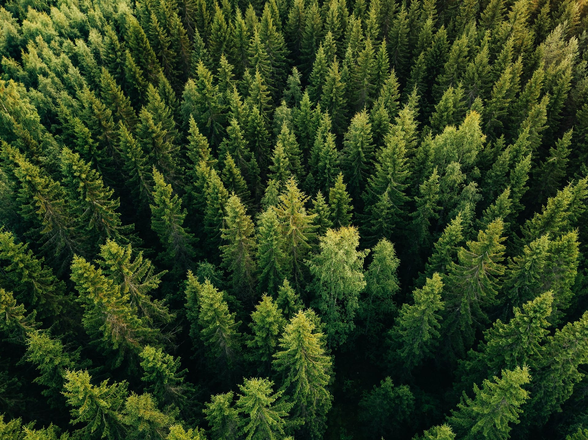 Aerial view of a conifer forest in Finland