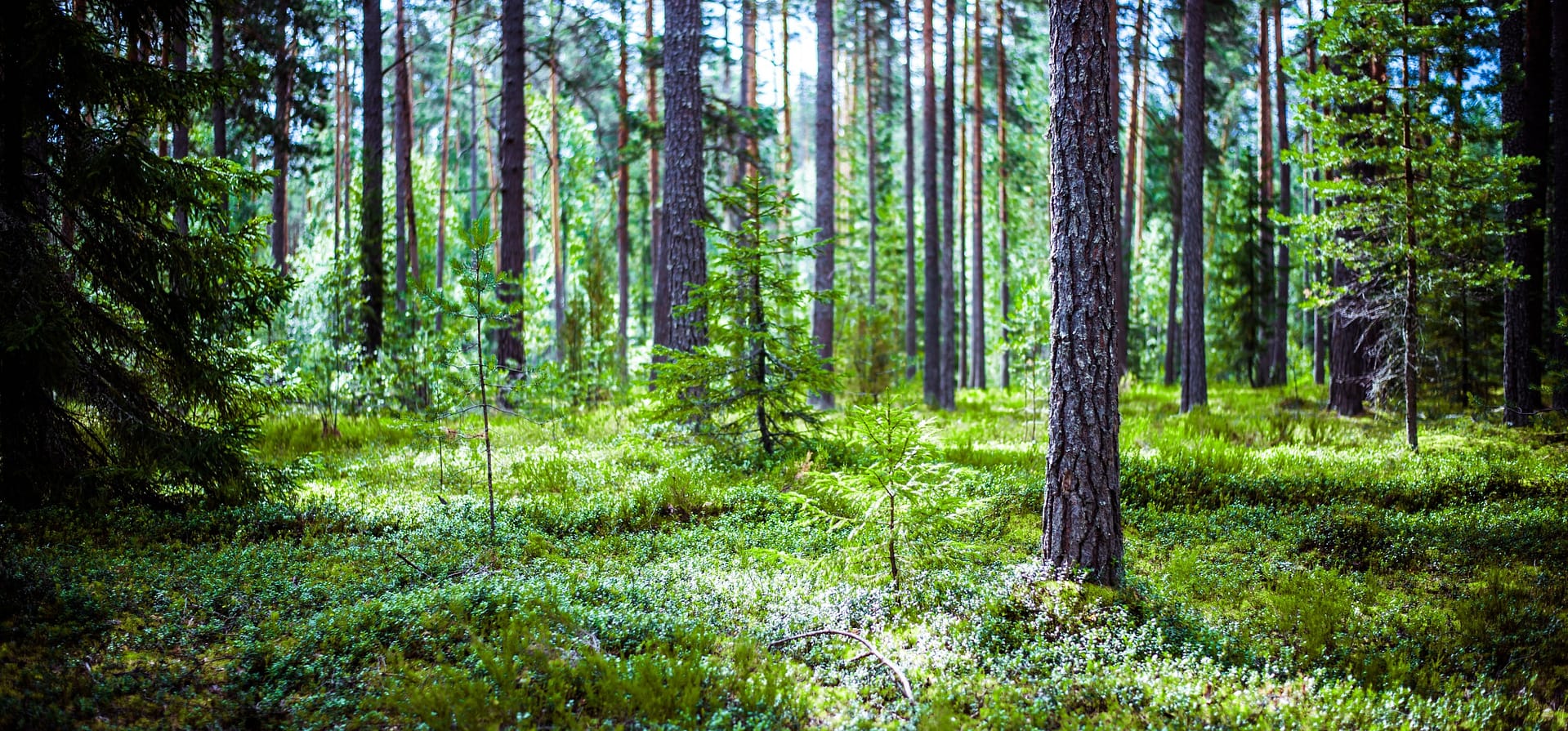 Panoramic view of a conifer forest in Finland