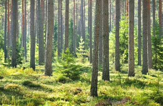 Photo of Finnish forest